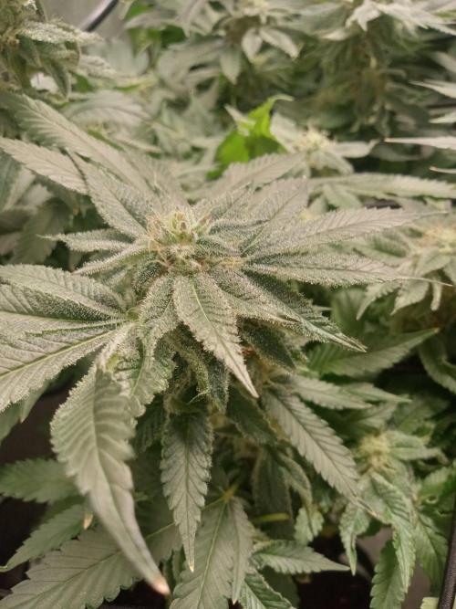 Grow 2026. Week 9 - Platinum frosting