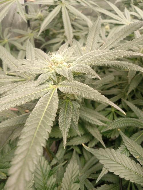 Grow 2026. Week 9 - Fastbuds