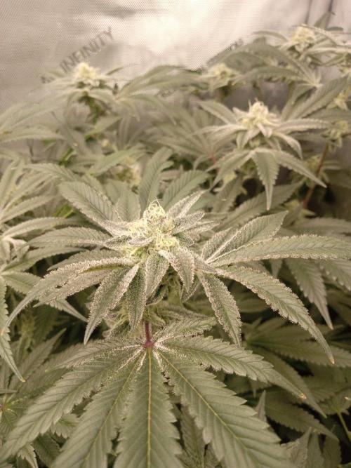 Grow 2026. Week 9 - PLCG