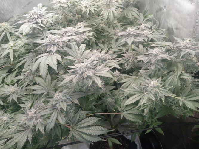 Grow 2026. Week 10 - Permanent marker smell is really strong