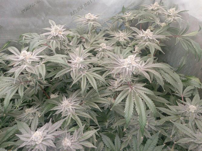Grow 2026. Week 10 - Platinum lemon cherry gelato really frosty and smells really good