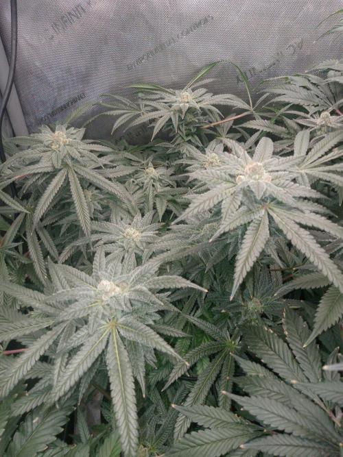 Grow 2026. Week 10 - Fastbuds has a funky weird smell to it we shall see