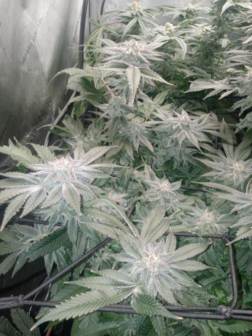 Grow 2026. Week 10 - Platinum frosting looking g good not strong terps but it's there. 