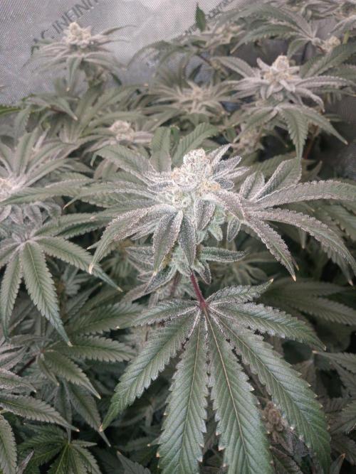Grow 2026. Week 10 - Plcg