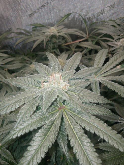 Grow 2026. Week 10 - Fastbuds
