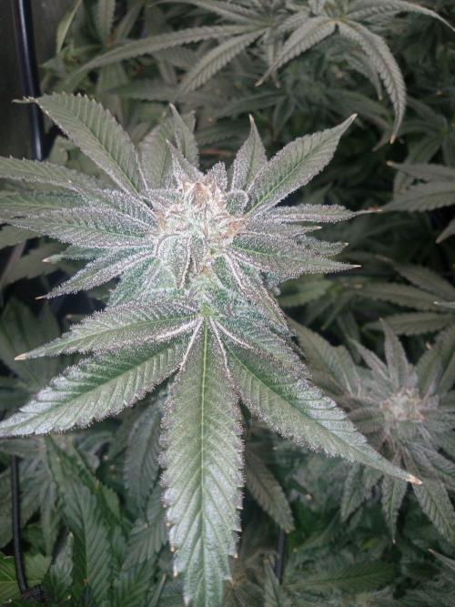 Grow 2026. Week 10 - Platinum frosting