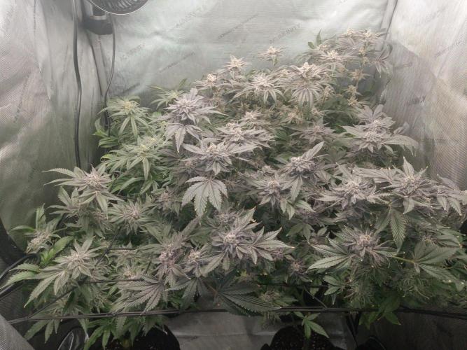 Grow 2026. Week 11 - Fade is on! Smell is strong AF💪 