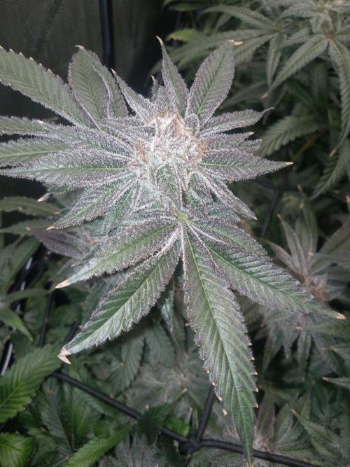 Grow 2026. Week 11
