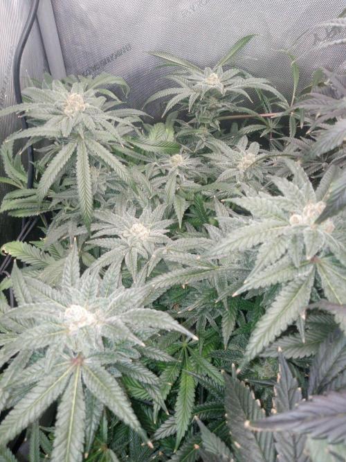 Grow 2026. Week 11 - Fastbuds