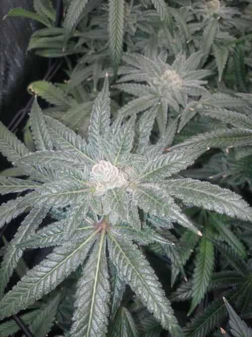 Grow 2026. Week 11