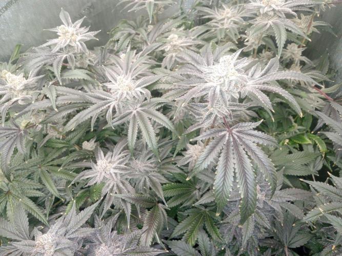 Grow 2026. Week 11 - Platinum lemon cherry gelato