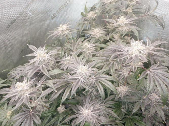 Grow 2026. Week 11 - Platinum frosting