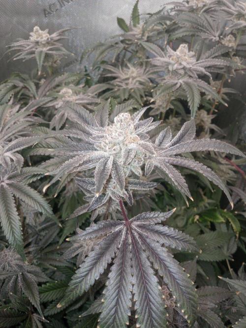 Grow 2026. Week 11