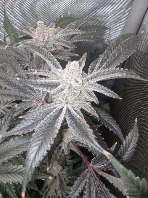 Grow 2026. Week 11