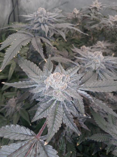 Grow 2026. Week 11
