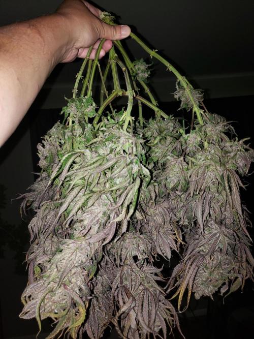 Purple Photo Run. Week 11