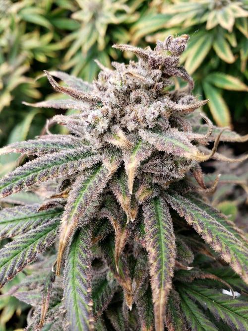 Purple Photo Run. Week 11 - Critical PK...amazing