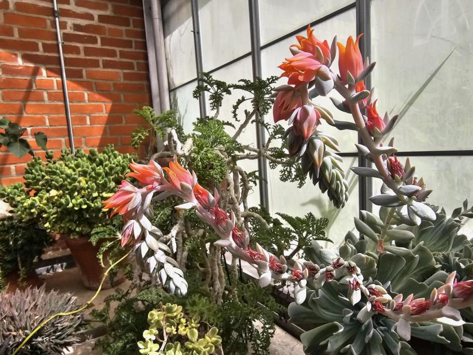 Barney's Farm Tester Run. Week 11 - Here's somthing better than Barney's 