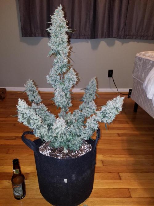 2019 Fastbuds Run. Week 10