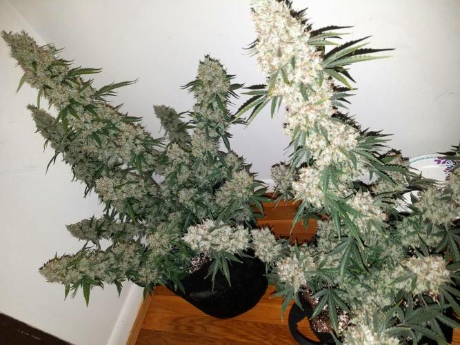 2019 Fastbuds Run. Week 10