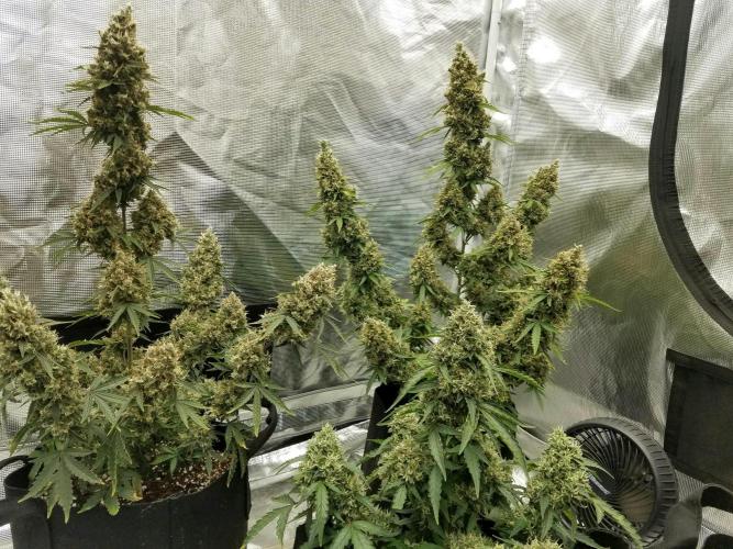 2019 Fastbuds Run. Week 10