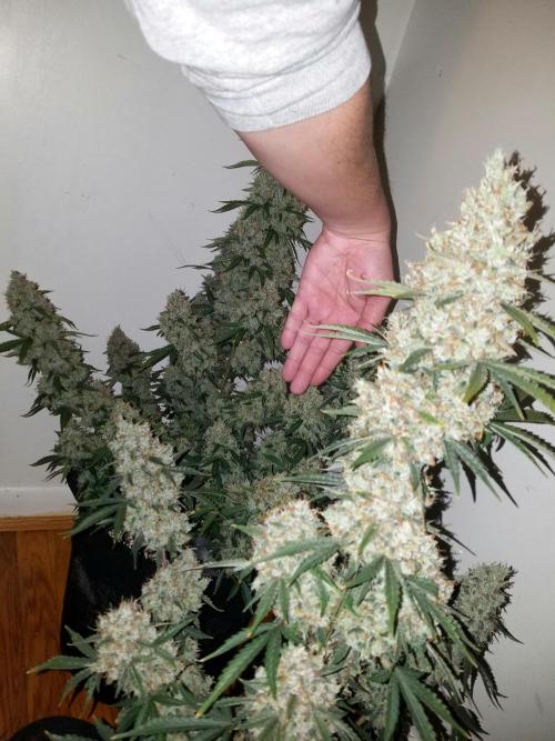 2019 Fastbuds Run. Week 10