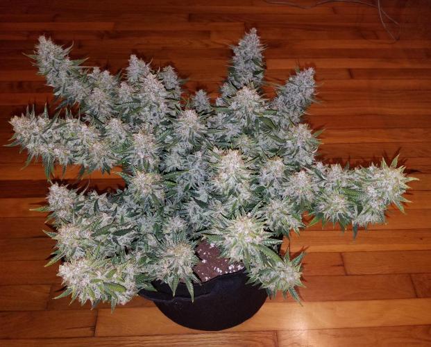 First Grow - Autoflower Mix. Week 9