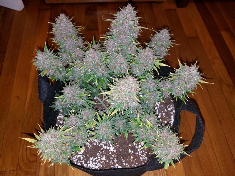 First Grow - Autoflower Mix. Week 6