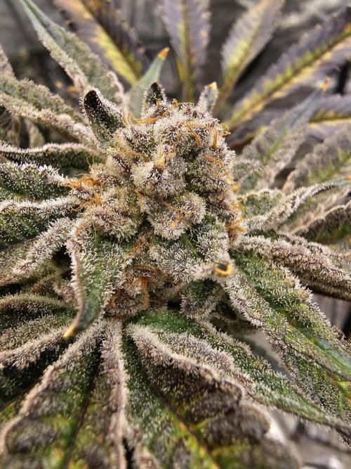 Unknown Breeder Tester Run. Week 10