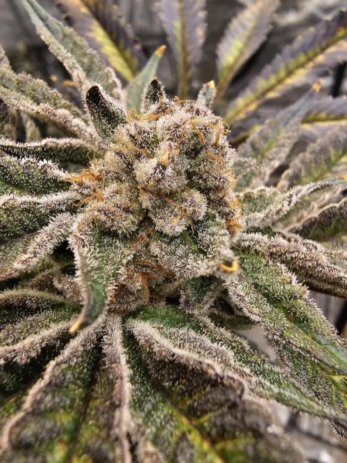 Unknown Breeder Tester Run. Week 10