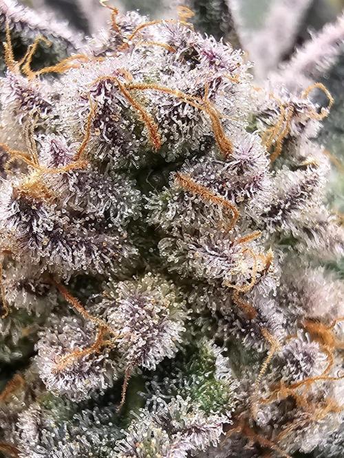 Unknown Breeder Tester Run. Week 10