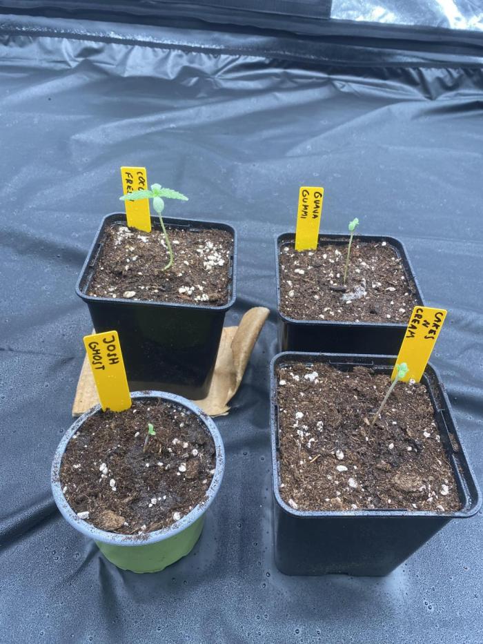 first indoor legal grow!. Week 0