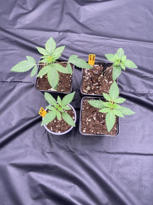 first indoor legal grow!. Week 1