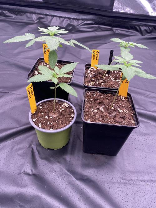 first indoor legal grow!. Week 1