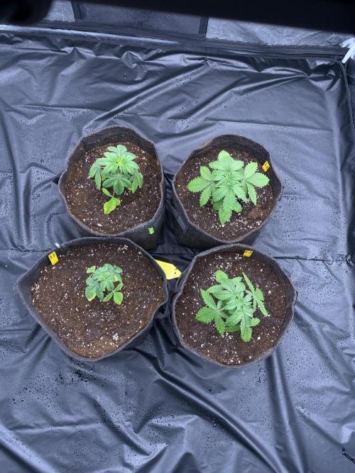 first indoor legal grow!. Week 2