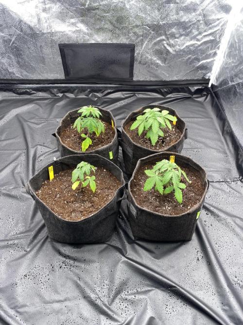first indoor legal grow!. Week 2