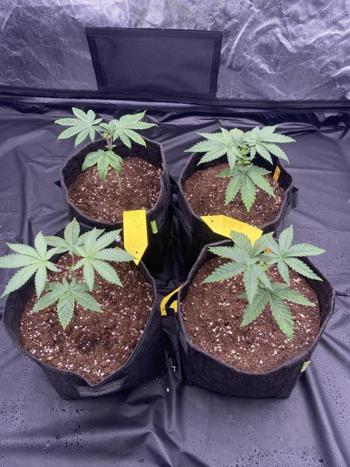 4 indoor girls. Week 3