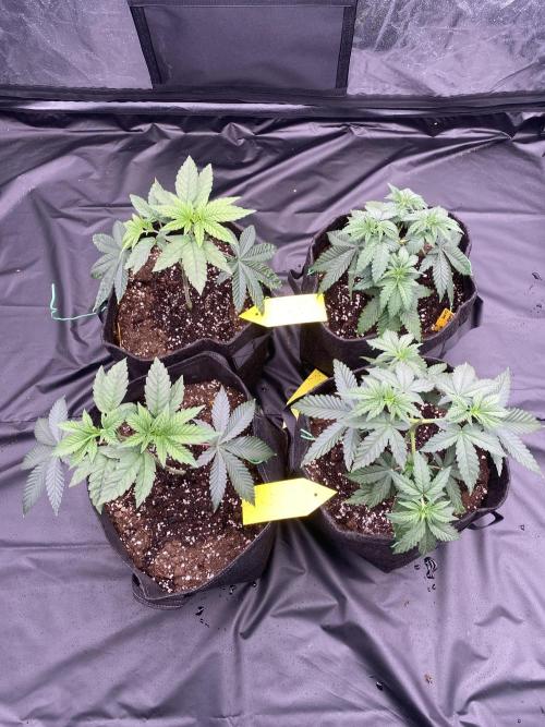 4 indoor girls. Week 4