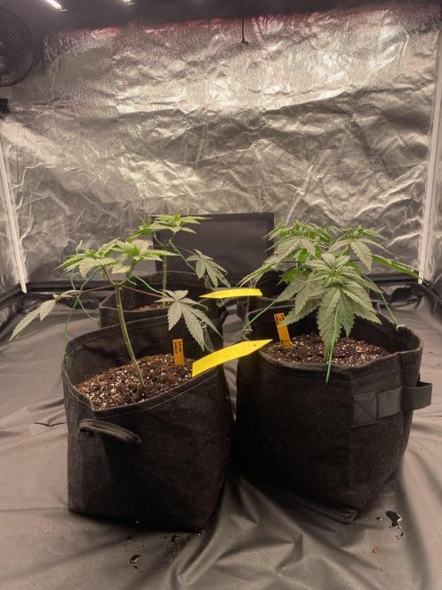 4 indoor girls. Week 4