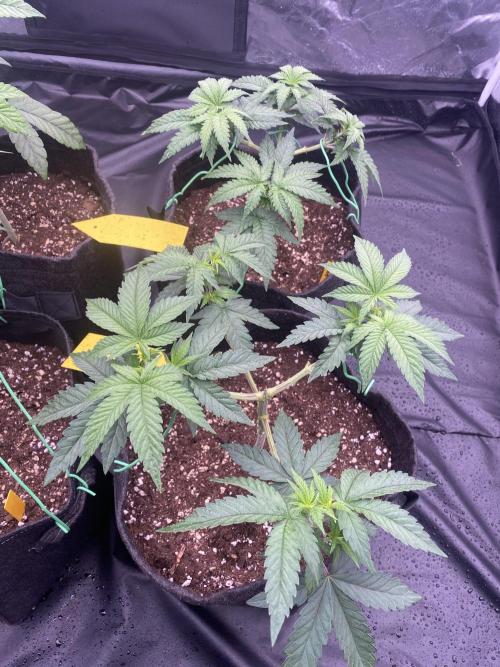 4 indoor girls. Week 5