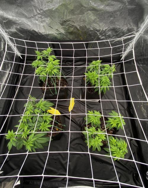 4 indoor girls. Week 6