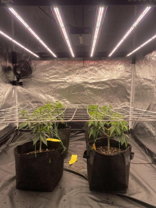 4 indoor girls. Week 6
