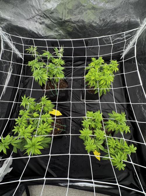 4 indoor girls. Week 7