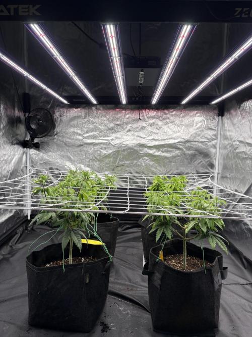 4 indoor girls. Week 7