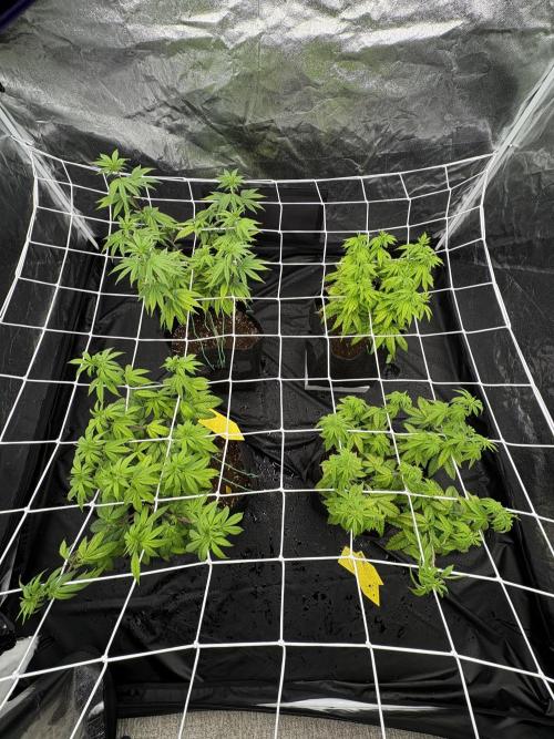 4 indoor girls. Week 8