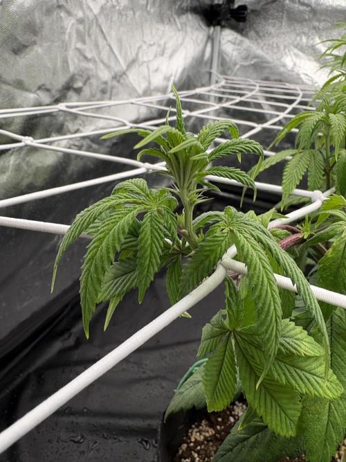 4 indoor girls. Week 8