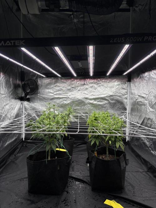 4 indoor girls. Week 8