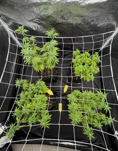 4 indoor girls. Week 9