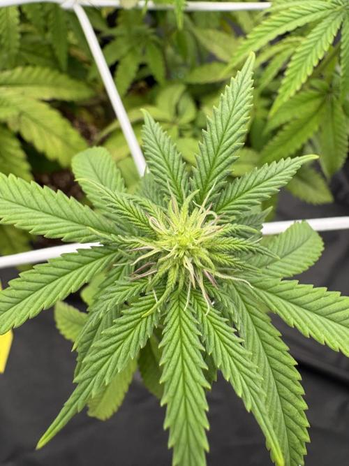 4 indoor girls. Week 9
