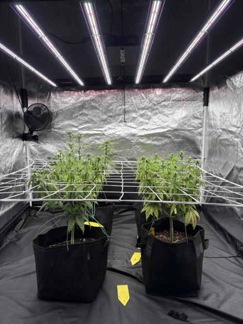4 indoor girls. Week 9